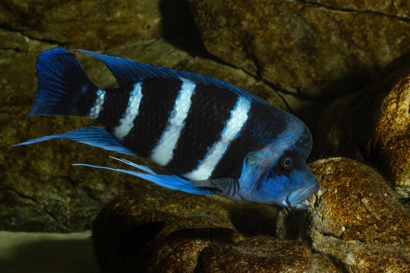 Cyphotilapia gibberosa 'Mtoto' (Moba)